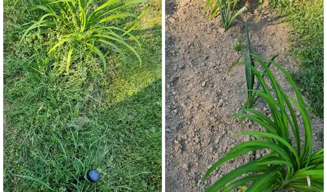 Weeding service by Sisters With A Mower